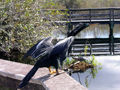 [Bird with black and white fleathers getting ready to fly from the railing at an Everglades trail.]